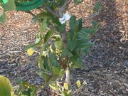 '因特多纳托'柠檬'Interdonato' lemon