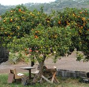 柑檬'科纳莱姆'Citrus limonia 'Kona lime'