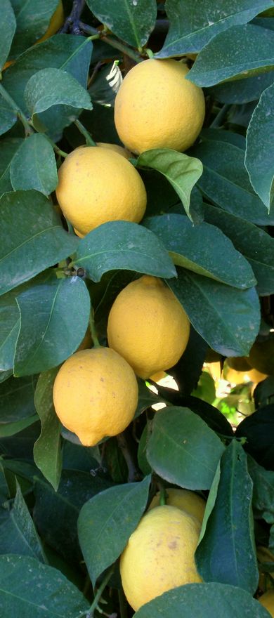 '利莫内拉8A'柠檬Limoneira 8A lemon