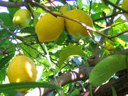 波西塔诺'费米耐罗'柠檬Femminello lemons in Positano