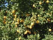 '利莫内拉8A'里斯本柠檬'Limoneira 8A' Lisbon lemon