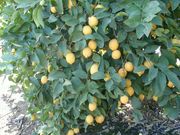 '利莫内拉8A'里斯本柠檬'Limoneira 8A' Lisbon lemon