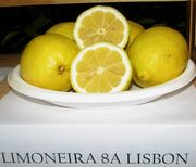 '利莫内拉8A'里斯本柠檬'Limoneira 8A' Lisbon lemon