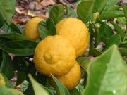 '宜昌达林'，'露德米拉'柠檬 Ichandarin 'Liudmila'