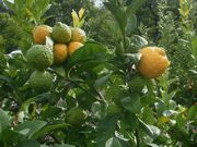 '宜昌达林'，'露德米拉'柠檬 Ichandarin 'Liudmila'