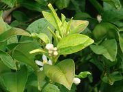 '宜昌达林'，'露德米拉'柠檬 Ichandarin 'Liudmila'