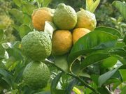 '宜昌达林'，'露德米拉'柠檬 Ichandarin 'Liudmila'