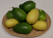 '阿萨姆'柠檬Assam lemon, Citrus longilimon