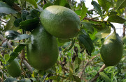 '阿萨姆'柠檬Assam lemon, Citrus longilimon
