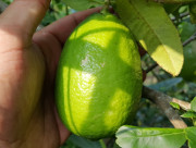 '阿萨姆'柠檬Assam lemon, Citrus longilimon