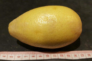 '阿萨姆'柠檬Assam lemon, Citrus longilimon