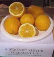 改良‘梅耶’柠檬Improved Meyer lemon