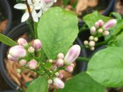 '北京'柠檬Meyer lemon