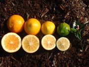 ‘梅耶’柠檬Meyer lemon