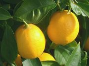 ‘梅耶’柠檬Meyer lemon