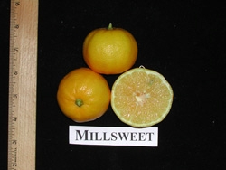 '米尔斯威特利梅塔'甜柠檬'Millsweet' limetta