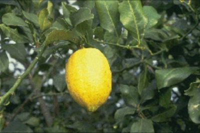 '莫纳切罗'柠檬'Monachello' lemon