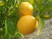 '珀赖因'柠檬莱姆'Perrine' lemonine