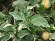 '杂色粉红尤力克'柠檬 Variegated Pink-fleshed Eureka lemon