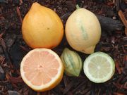 '尤力克粉色'柠檬Variegated Pink-fleshed Eureka lemon