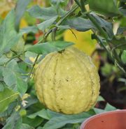 '亚当斯苹果'柠檬 Adam's apple, Citrus aurata