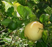 '庞德罗萨'柠檬Ponderosa lemon, Citrus pyriformis