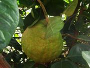 '庞德罗萨'柠檬Ponderosa lemon, Citrus pyriformis