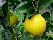 '三保柑'甜柠檬Sanbokan, Citrus sulcata