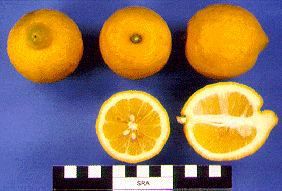 '圣特雷莎'柠檬'Santa Teresa' lemon