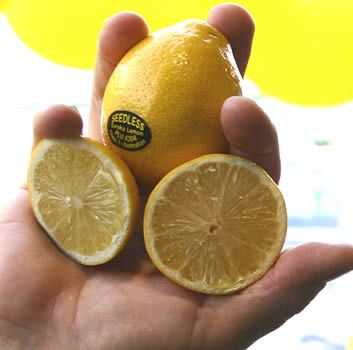 ‘澳洲无籽尤里克’柠檬Australian Seedless Eureka lemon