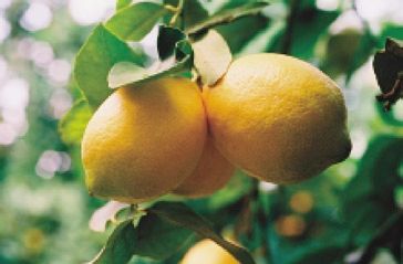 ‘南非金尤里克’无籽柠檬'Eureka Seedless' CitroGold, South Africa