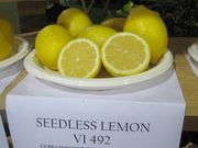 ‘加州无籽’柠檬'Seedless Lemon' CCPP California