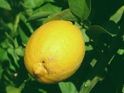 无核柠檬'Seedless Lemon' CCPP  California