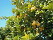 '费米耐罗锡拉库萨诺''Femminello Siracusano' lemon