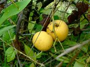 '雪柠檬'Snow lemon, Citrus kulu