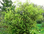 '万加赛'柠檬Vangassay, Citrus jambhiri