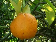 '万加赛'柠檬Vangassay, Citrus jambhiri