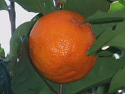 '万加赛'柠檬Vangassay, Citrus jambhiri