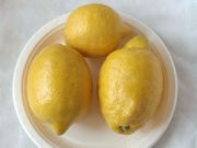 '伯纳'柠檬'Verna' lemon