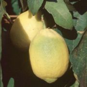 '维拉弗兰卡'柠檬'Villafranca' lemon