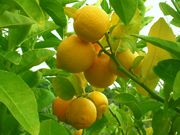 '沃尔卡默'柠檬Volkamer lemon