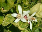 '延本'里斯本柠檬'Yen Ben' Lisbon lemon