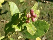 '延本'里斯本柠檬'Yen Ben' Lisbon lemon