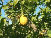 '延本'里斯本柠檬'Yen Ben' Lisbon lemon