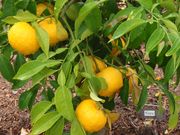 '香橙柠檬'Yuzu, Citrus junos