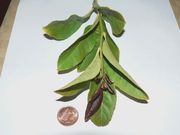 ‘金杰’莱姆Ginger lime