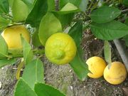 ‘库塞挨’'Kusaie' lime