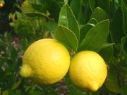 ‘塔希提’莱姆Tahiti lime, Citrus latifolia