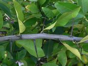 ‘黑枝’莱姆Blacktwig lime