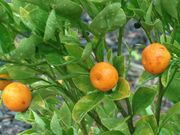 ‘卡拉蒙丁’‘Calamondin, Citrus × microcarpa